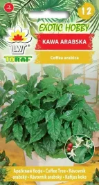 kawa-arabska-zimozielone-drzewko-6szt-nasion
