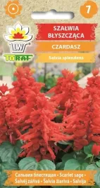 szalwia-blyszczaca-czardasz-pieknie-czerwona-03g