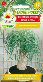 beukarnea-wygieta-nolina-noga-slonia-10szt-nasion