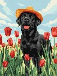 malowanie-po-numerach-uroczy-labrador-30x40cm
