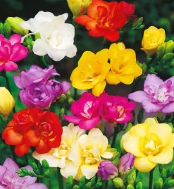 frezja-pelna-zestaw-mix-freesia-double-pachnaca-cebulki-20-szt-gratis