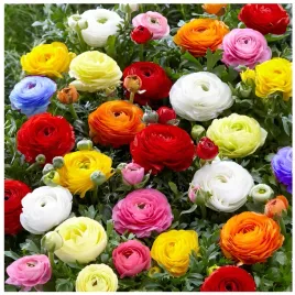 jaskier-ranunculus-mix-kolorow-cebulki-10-szt-prezent