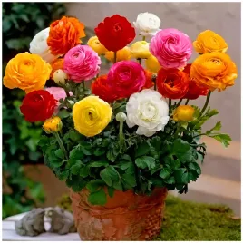 jaskier-ranunculus-mix-kolorow-cebulki-10-szt-prezent