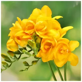 frezja-pelna-zolta-freesia-double-pachnaca-cebulki-10-szt-gratis