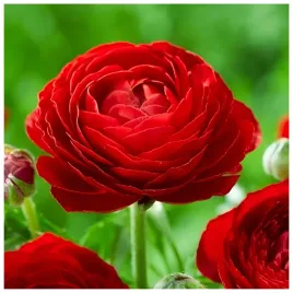 jaskier-ranunculus-czerwony-cebulki-5-szt-prezent