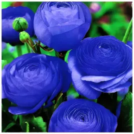 jaskier-ranunculus-niebieski-cebulki-10-szt-prezent