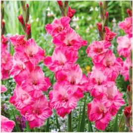 gladiolus-mieczyk-rozowy-priscilla-cebulki-10-szt-gratis