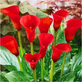 kalia-calla-zantedeschia-bloody-mary-cebulki-1-szt-gratis