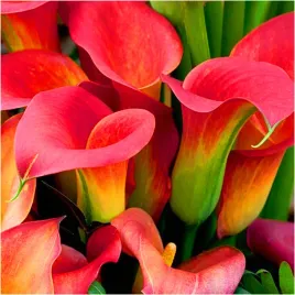 kalia-kalla-zantedeschia-calla-wild-salmon-cebulki-3-szt-gratis