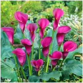 kalia-kalla-calla-zantedeschia-royal-plum-cebulki-3-szt-gratis