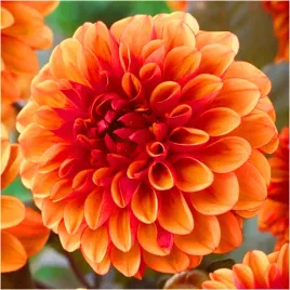dalia-dekoracyjna-david-howard-pomaranczowa-sadzonki-bulwy-3-szt-gratis