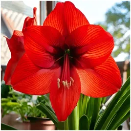 amarylis-czerwony-hippeastrum-red-lion-zwartnica-cebulki-1-szt-gratis