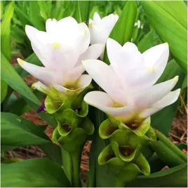 kurkuma-biala-curkuma-white-wonder-cebulki-1-szt-gratis