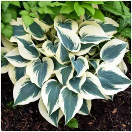 hosta-funkia-blue-ivory-sadzonki-klacza-1-szt-gratis