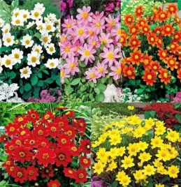 dalia-karlowa-topmix-mixed-sadzonki-bulwy-6-szt-gratis