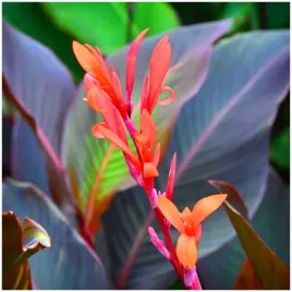 canna-kanna-paciorecznik-red-stripe-sadzonki-klacza-3-szt-gratis