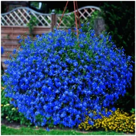 lobelia-zwisajaca-piekna-niebieska-kula-do-wiszacych-donic-nasiona-01-g
