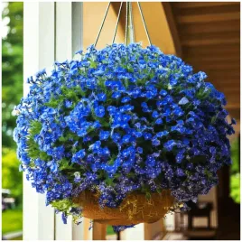 lobelia-zwisajaca-piekna-niebieska-kula-do-wiszacych-donic-nasiona-01-g