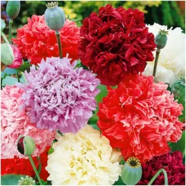 mak-letni-pelny-piekne-maki-jak-peonia-mix-kolorow-nasiona-05-g
