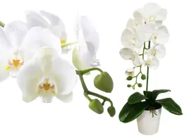 walentynki-storczyk-sztuczny-storczyki-kwiaty-orchidea