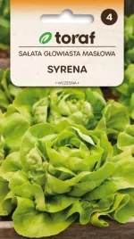 salata-syrena-maslowa-tworzy-duze-glowki-smaczna