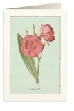 karnet-b6-koperta-6023-oleander-stan-nowy