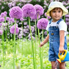 allium-czosnek-polski-gladiator-1-szt-20-cebule-cebulki-od-producenta