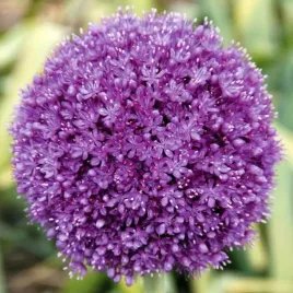 allium-czosnek-polski-gladiator-1-szt-20-cebule-cebulki-od-producenta