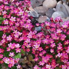 skalnica-arendsa-carpet-pink-1-szt-doniczka-p9