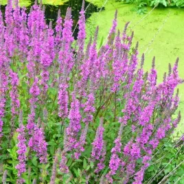 lythrum-krwawnica-pospolita-1-szt-doniczka-p9