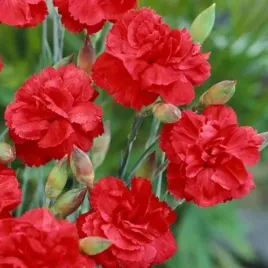 dianthus-gozdzik-david-1-szt-doniczka-p9