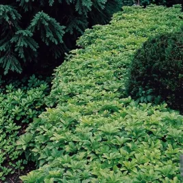 runianka-japonska-1-szt-doniczka-p9