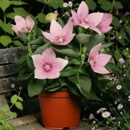 platycodon-rozwar-astra-pink-1-szt-doniczka-p9