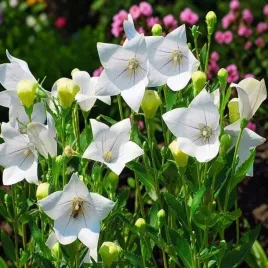 platycodon-rozwar-astra-white-1-szt-doniczka-p9