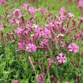 silene-schafta-lepnica-kaukaska-1-szt-doniczka-p9