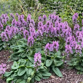stachys-czysciec-lekarski-ukkie-1-szt-doniczka-p9