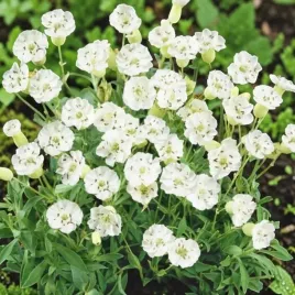 silene-maritima-lepnica-nadmorska-1-szt-p9