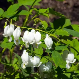 dicentra-alba-serduszka-okazala-biala-1-szt-p9