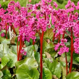 bergenia-cordifolia-sercolistna-1-szt-doniczka-p9