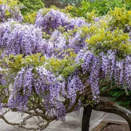 wisteria-glicynia-sinensis-1-szt-donickza-p9