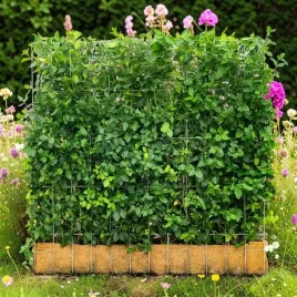 euonymus-trzmielina-dart-s-blanket-1-szt-doniczka-p9