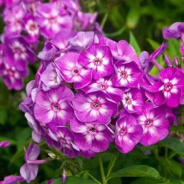 phlox-plomyk-wiechowaty-laura-1-szt-doniczka-p9