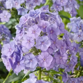 phlox-plomyk-wiechowaty-blue-boy-1-szt-p9
