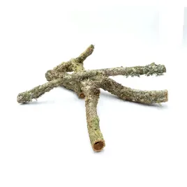 biobranch-50cm-galaz-debu-korkowego