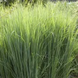 proso-rozgowate-panicum-virgatum-northwind