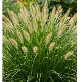 rozplenica-japonska-pennisetum-alopecuroides-hameln