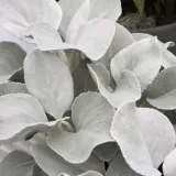 starzec-senecio-angel-wings