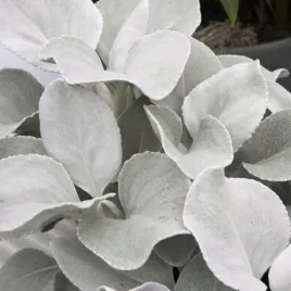 starzec-senecio-angel-wings