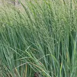 proso-rozgowate-panicum-virgatum-northwind