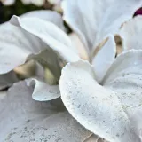 starzec-senecio-angel-wings